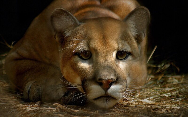 Cougar Lying Down — Brown, Calm, Photograph