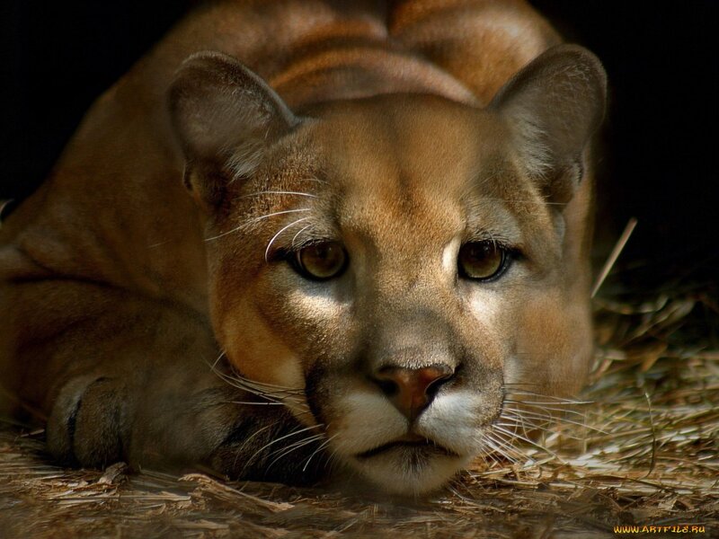 Cougar Lying Down — Brown, Intense