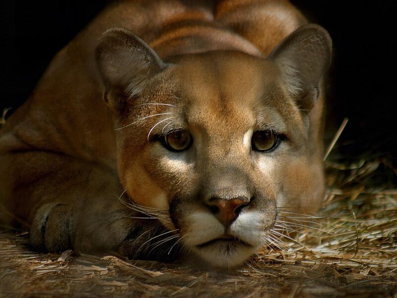 Cougar Lying Down — Brown