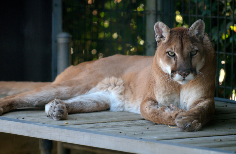 Cougar Lying Down