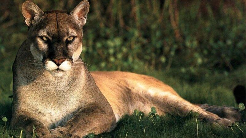 Cougar Lying in Grass — Brown