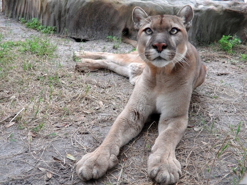Cougar Lying on Ground — Brown, Calm