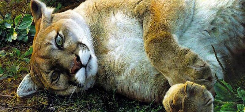 Cougar Lying on Ground