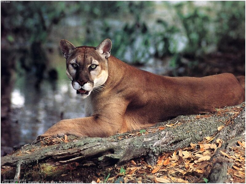 Cougar Lying on Log