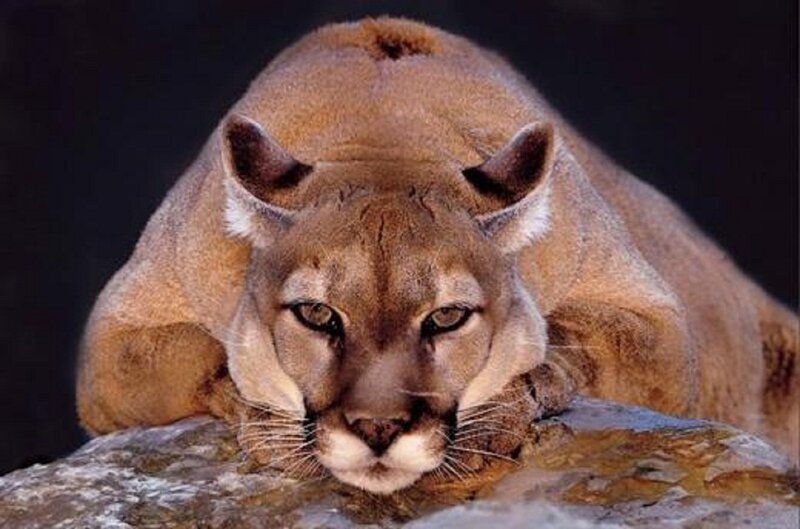 Cougar Lying on Rock
