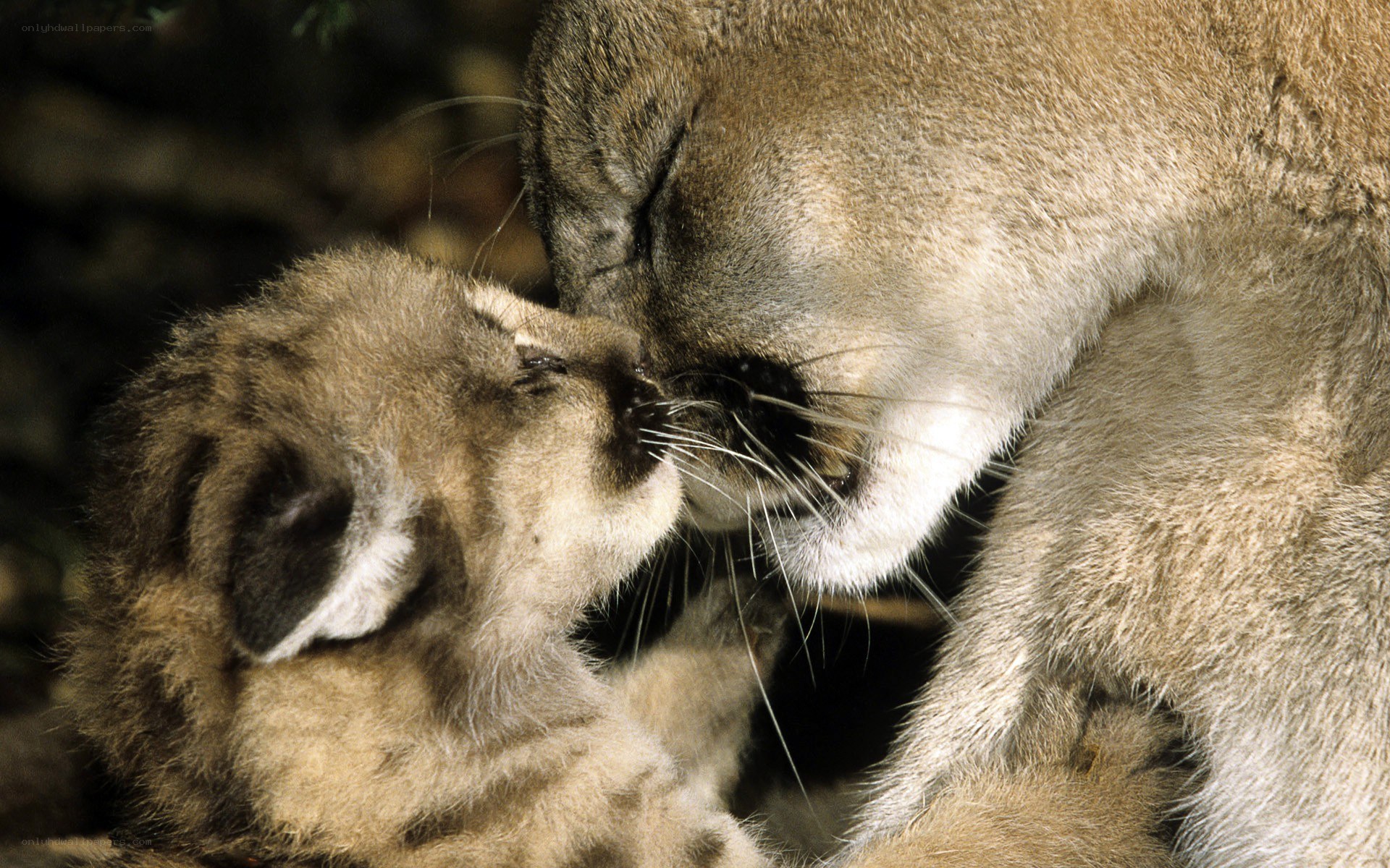 Cougar mother and cub