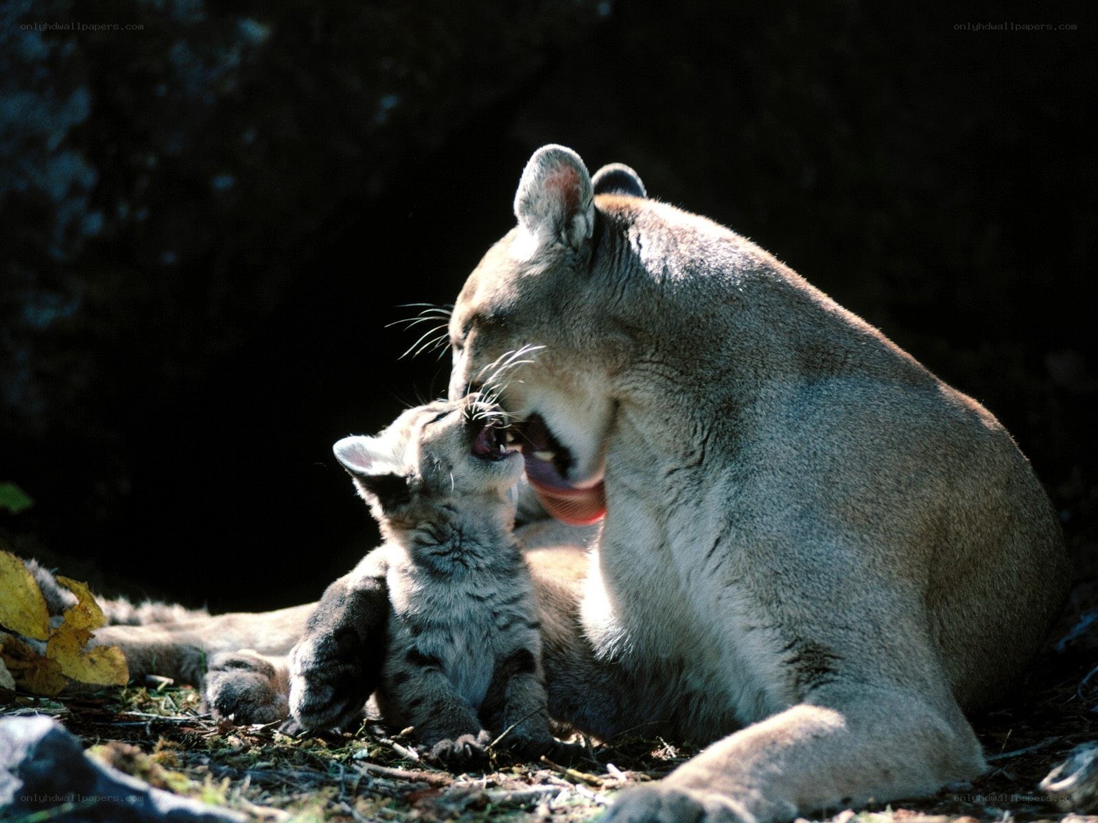 Cougar mother and cub