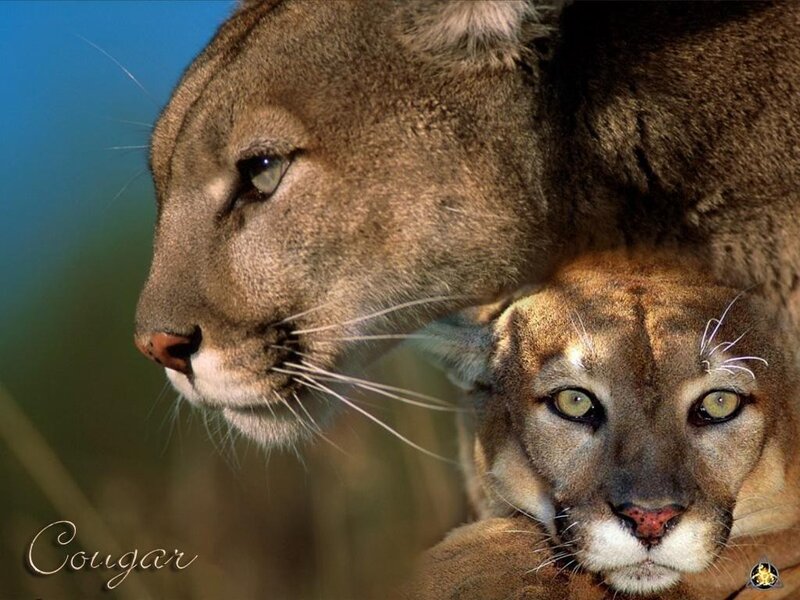 Cougar mother and cub