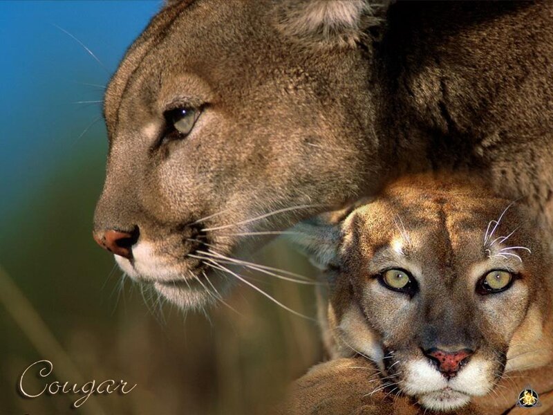 Cougar Mother and Cub — Brown, Natural