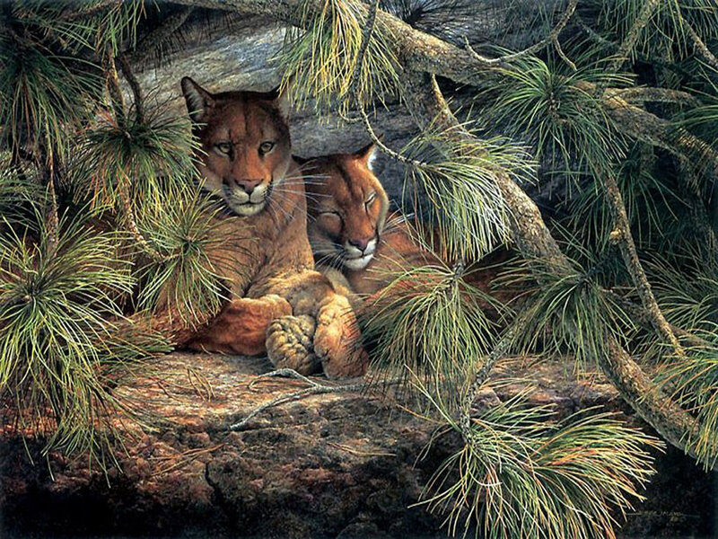 Cougar Mother and Cub — Brown, Serene