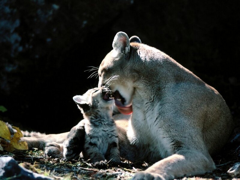 Cougar Mother and Cub — Gray, Tender