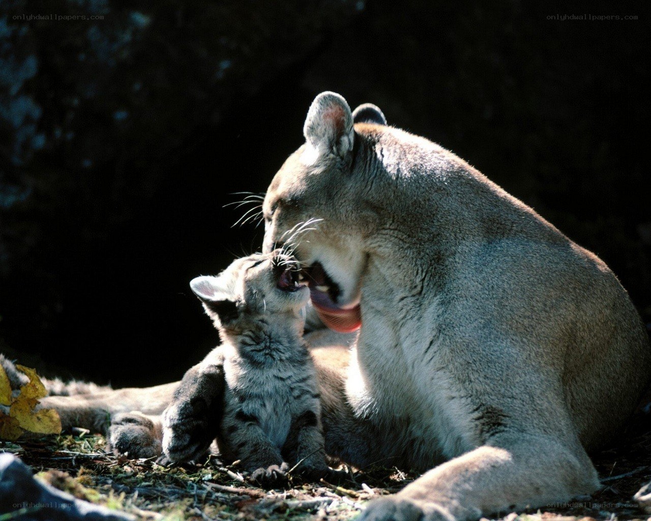 Cougar mother grooming cub