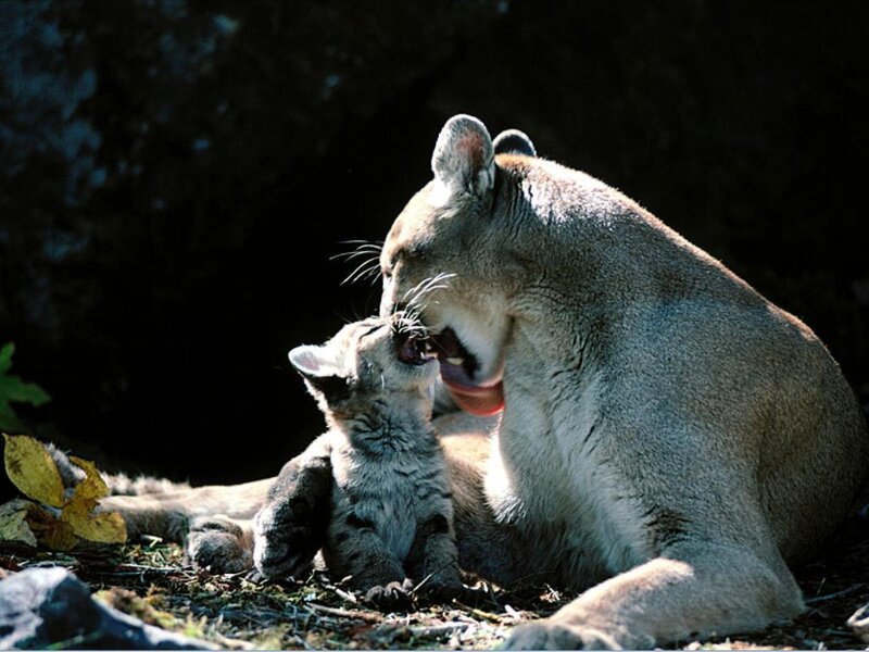 Cougar mother grooming cub
