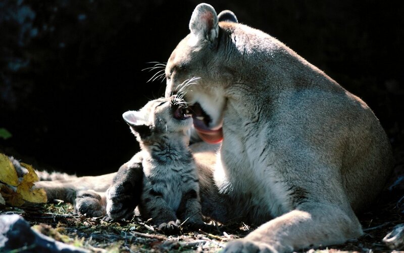 Cougar mother grooming cub