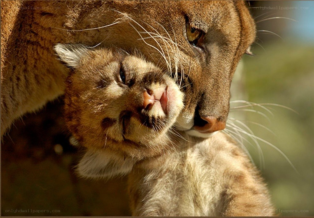 Cougar mother with her cub