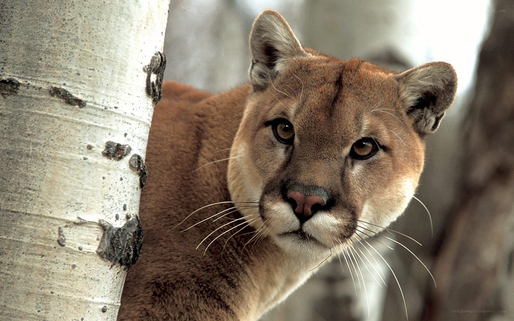 Cougar near a tree