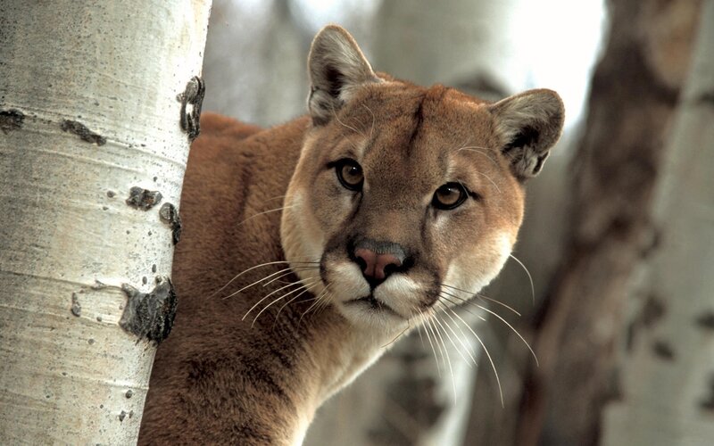 Cougar near a tree