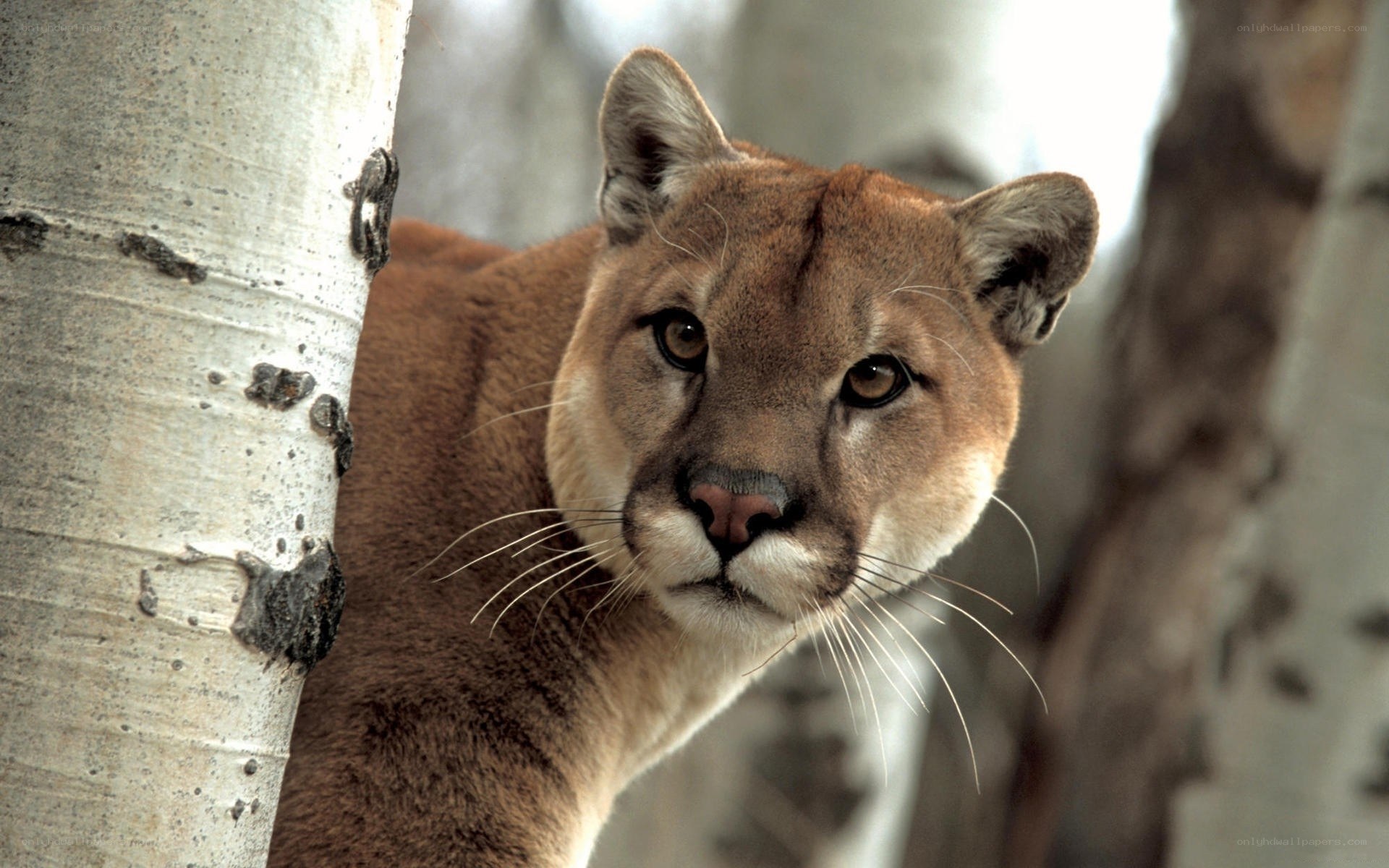 Cougar near a tree