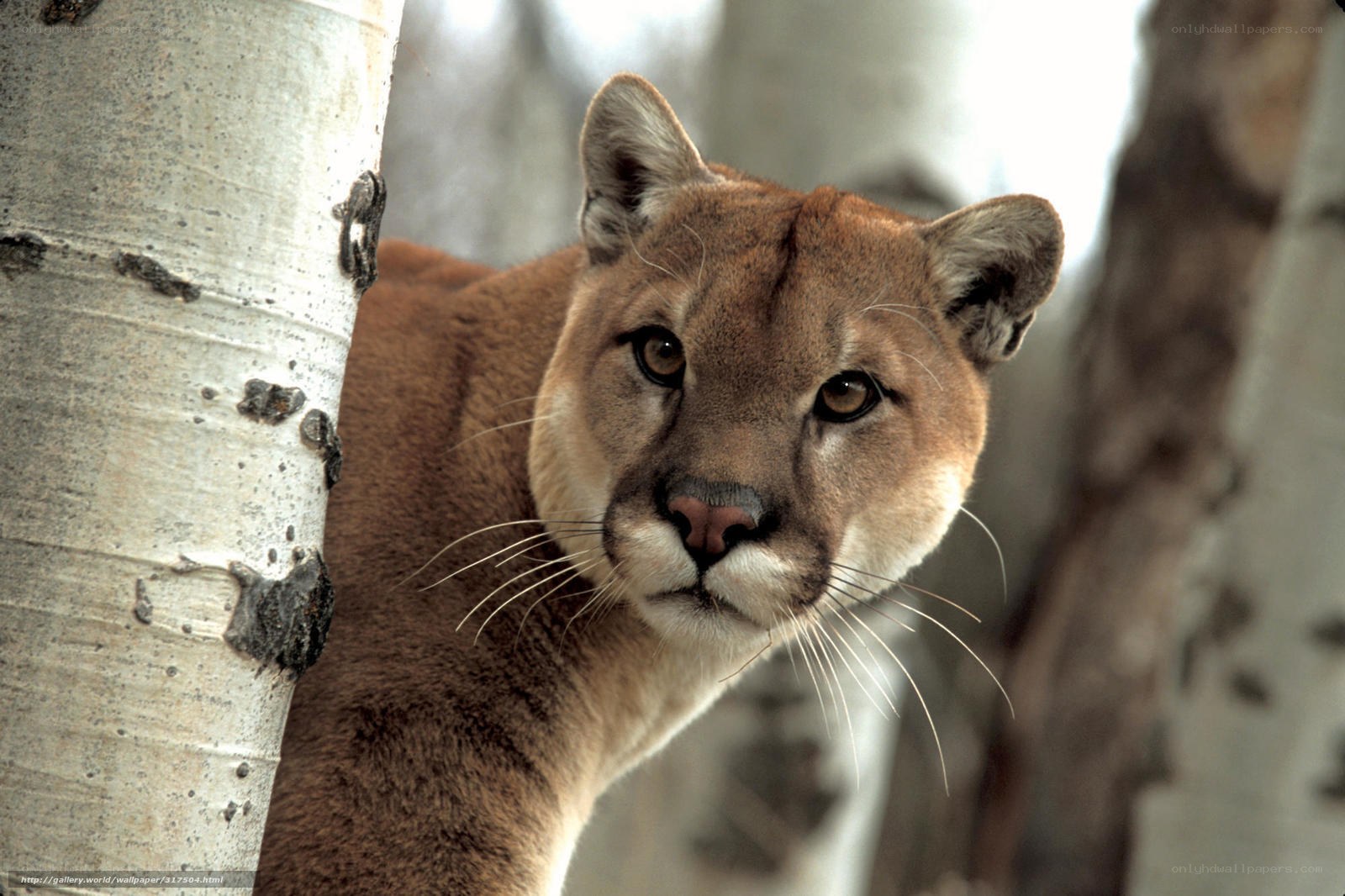 Cougar near birch tree
