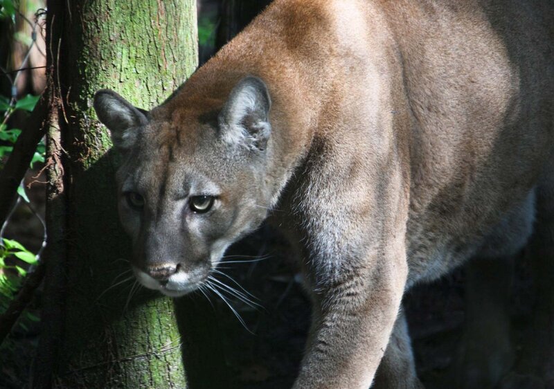 Cougar Near Tree — Brown