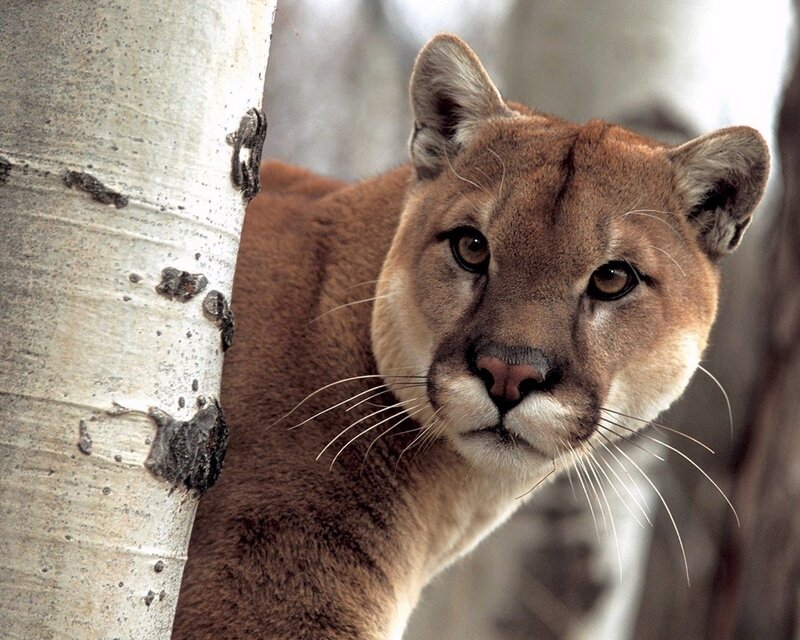 Cougar Near Tree — Forest