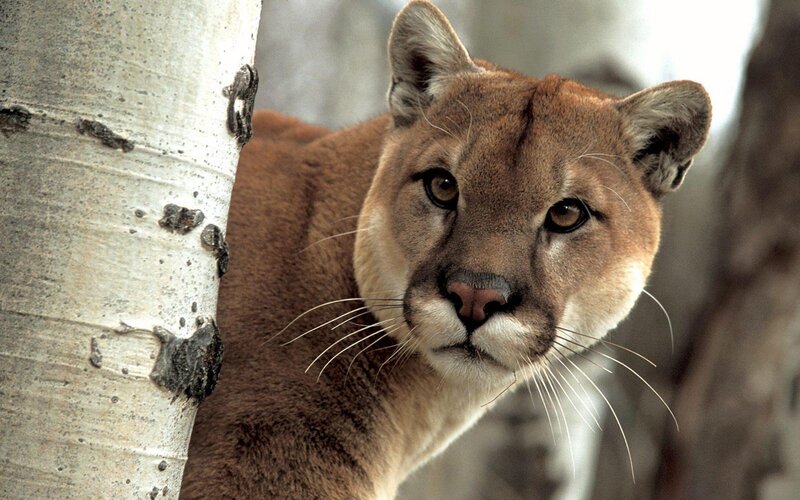Cougar Near Tree