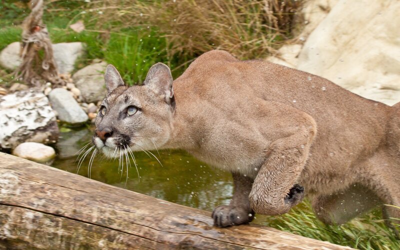 Cougar Near Water