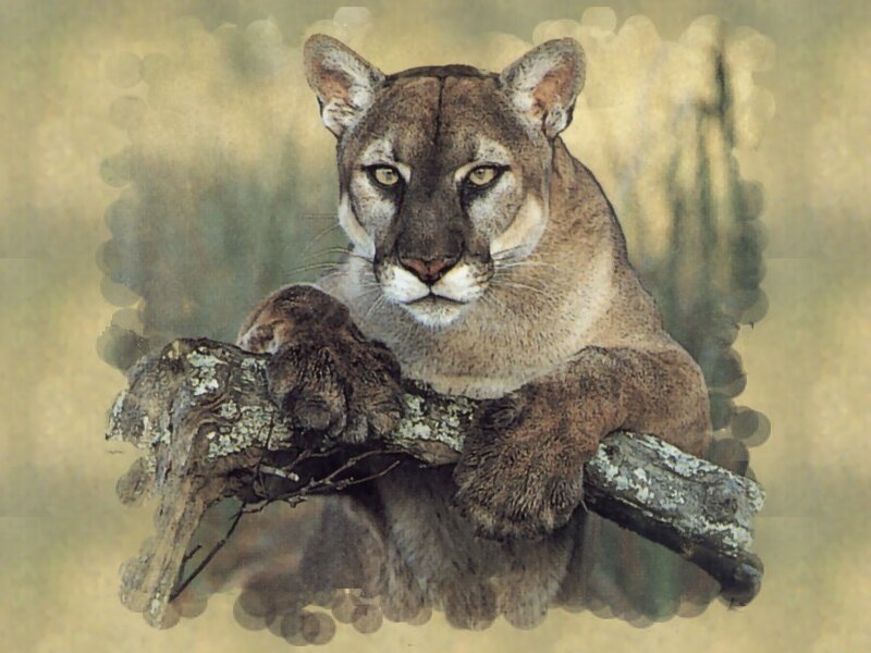 Cougar on a Branch