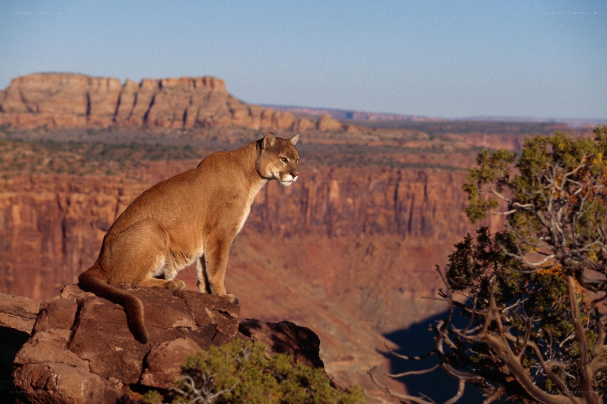 Cougar on a canyon ledge