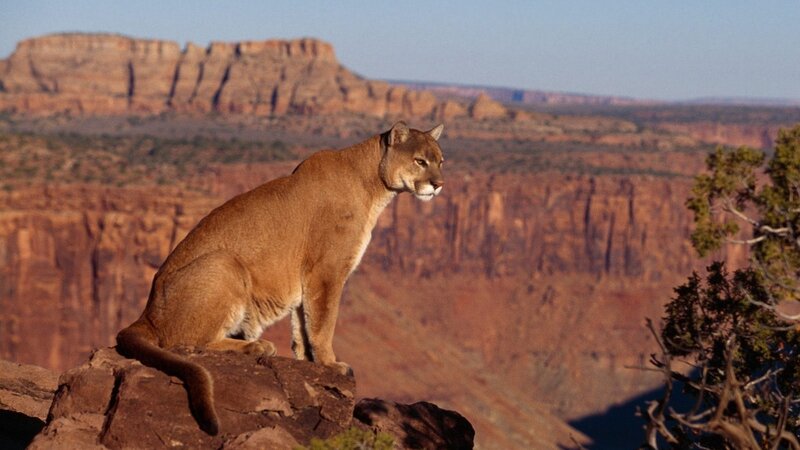 Cougar on a cliff edge