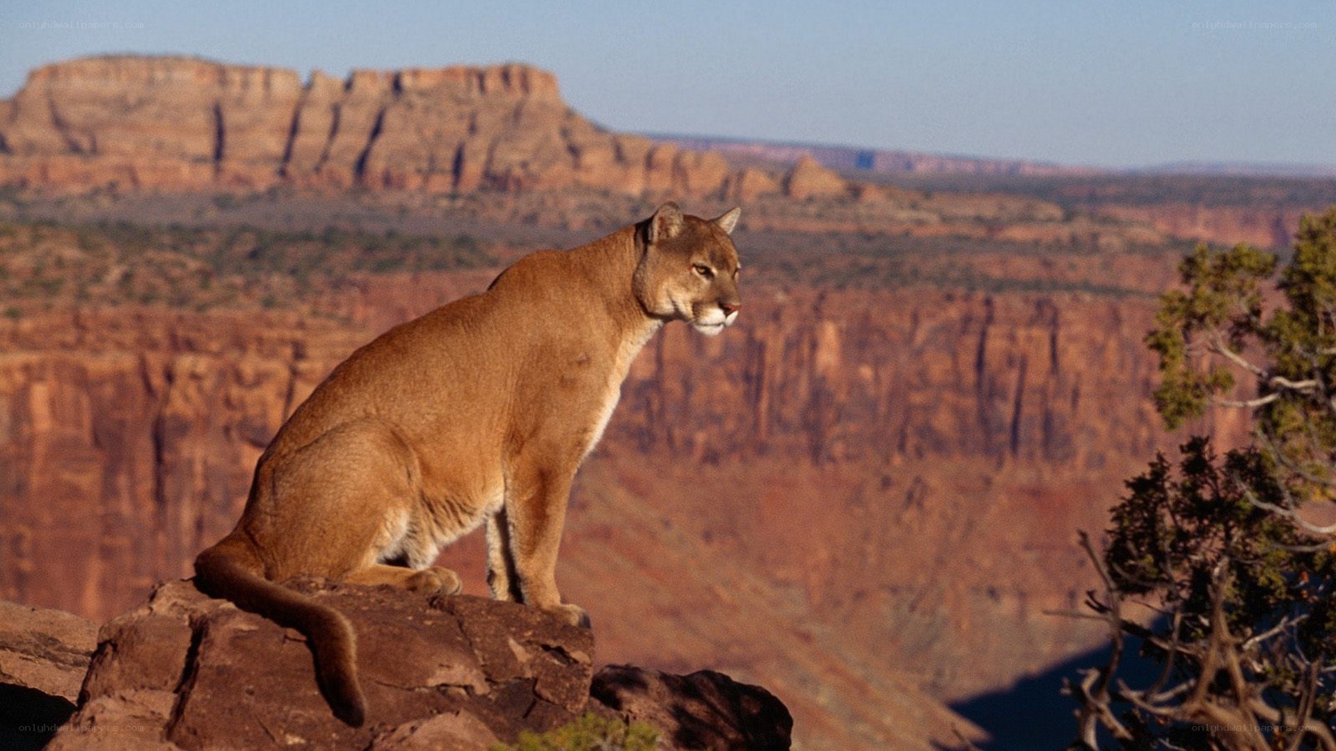Cougar on a cliff edge
