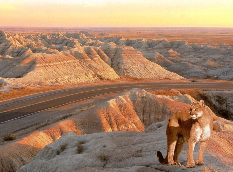 Cougar on a Cliff — Orange, Serene