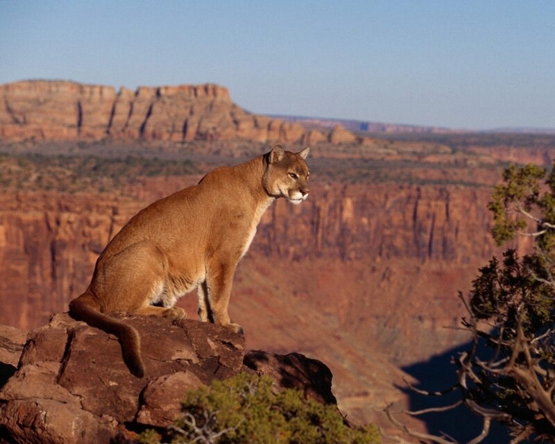 Cougar on a cliff