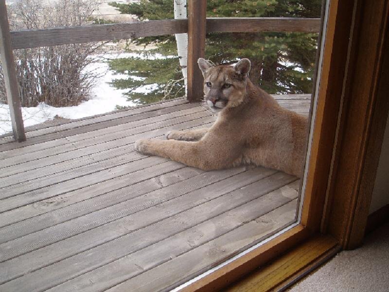 Cougar on a deck