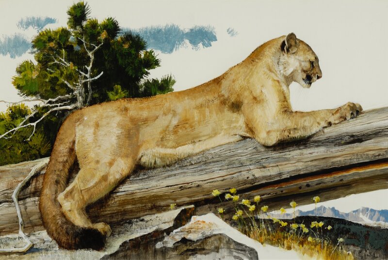 Cougar on a log