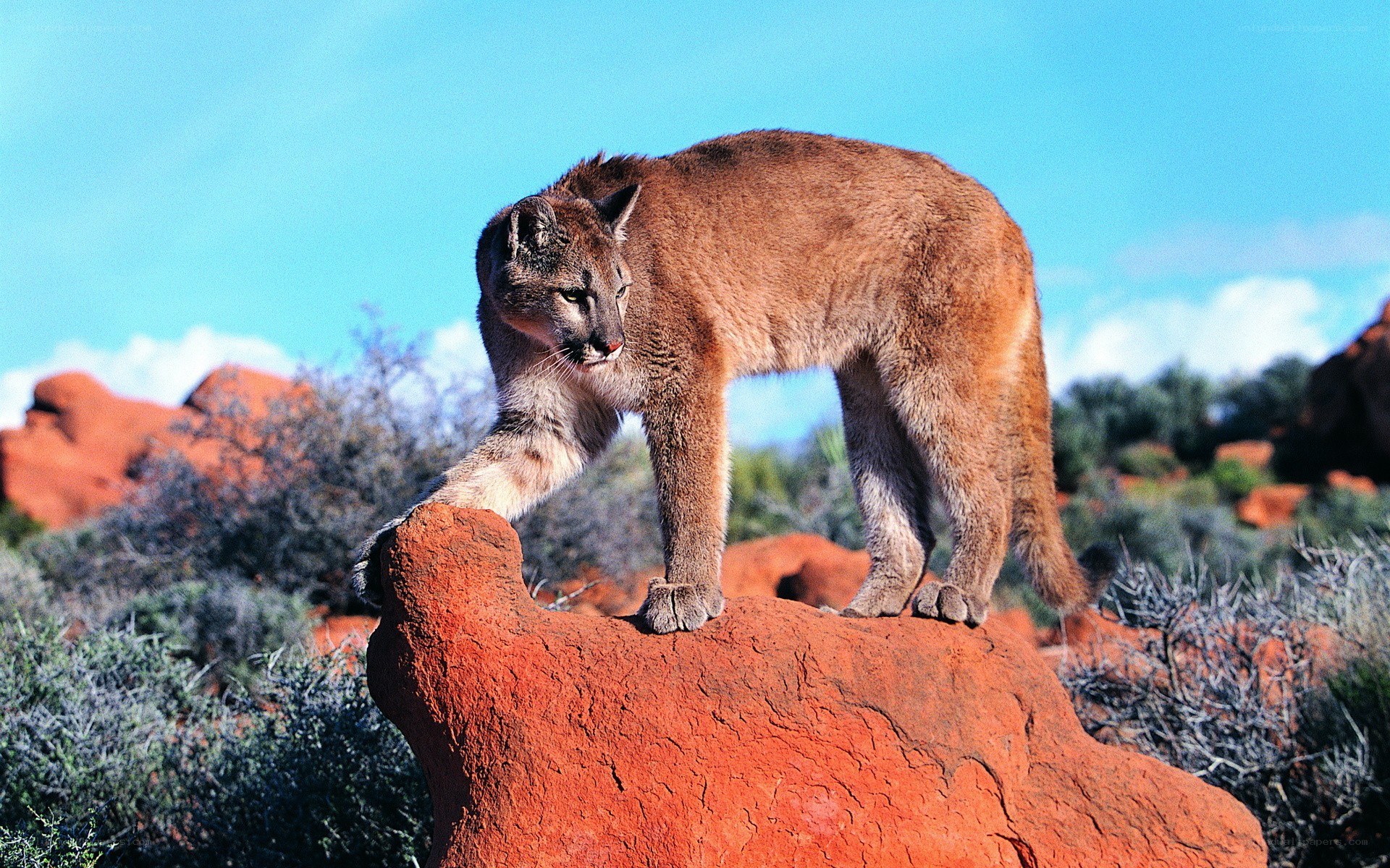 Cougar on a red rock