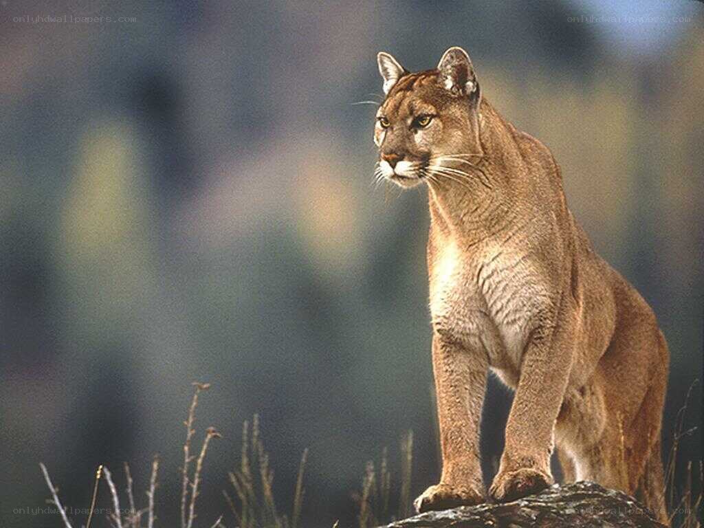 Cougar on a rock