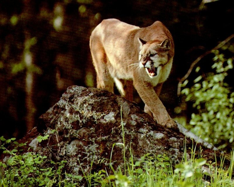 Cougar on a rock