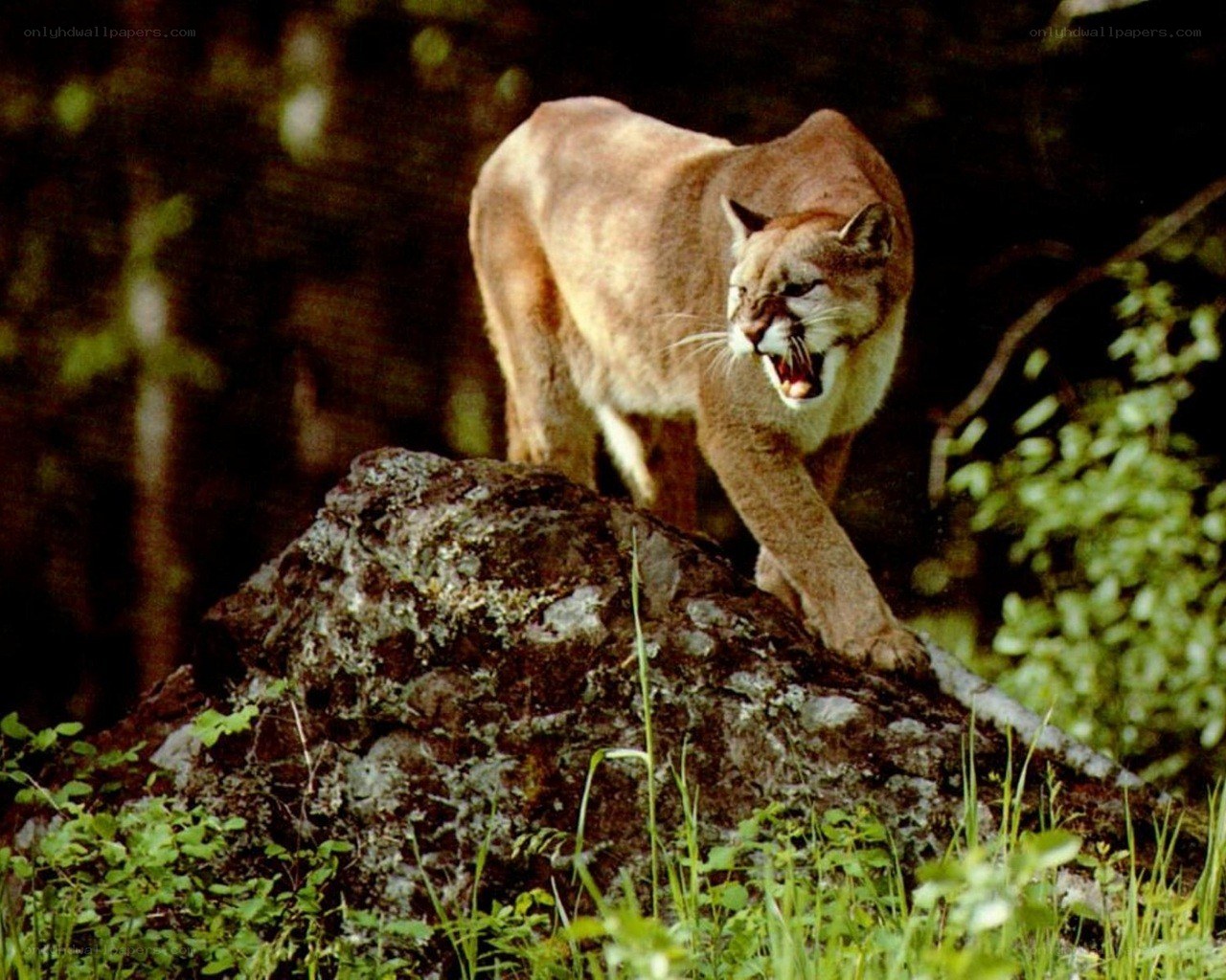Cougar on a rock