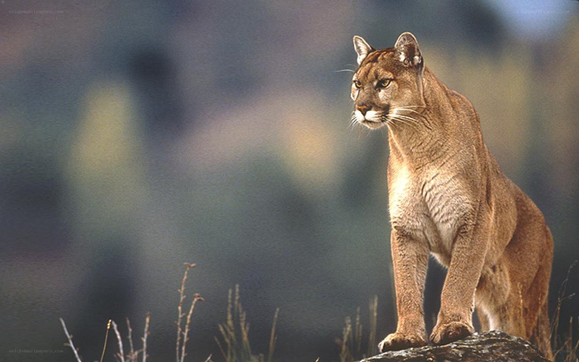 Cougar on a rock