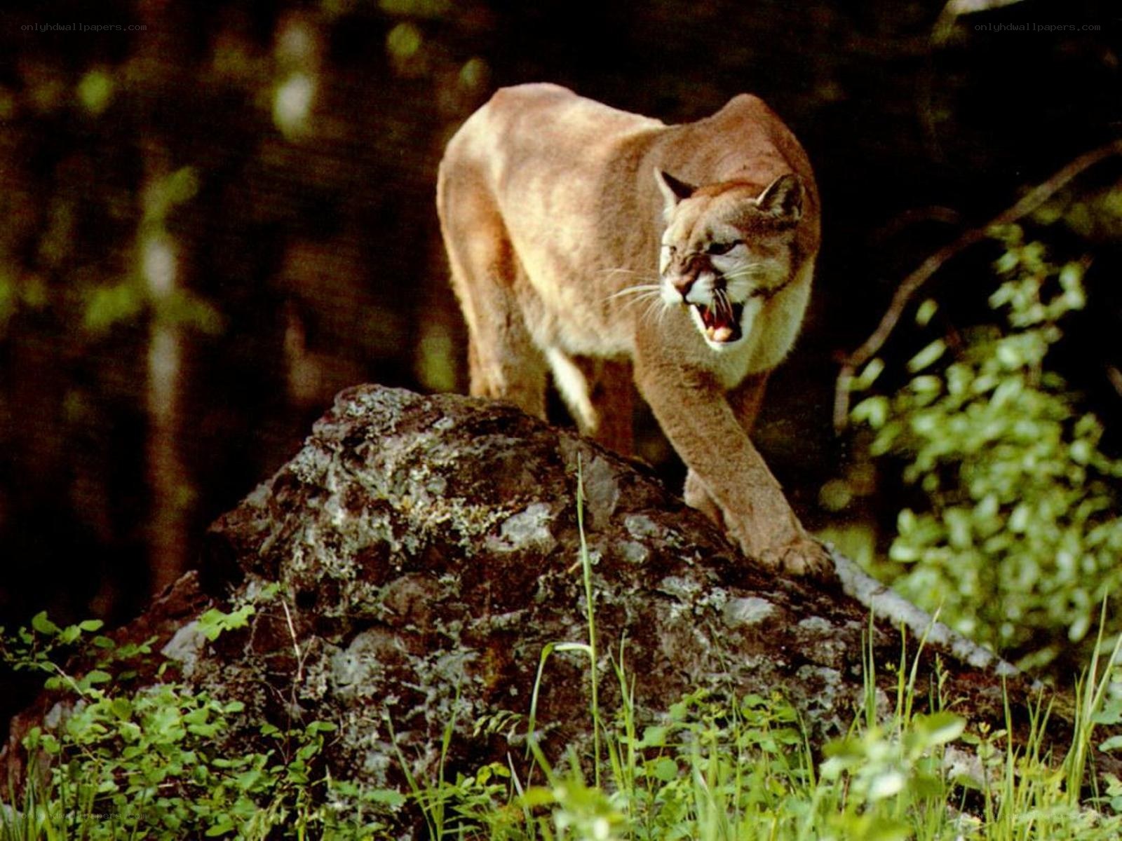 Cougar on a rock