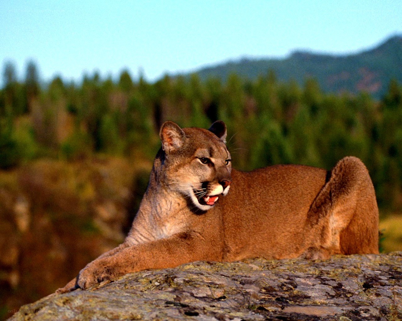 Cougar on a rock