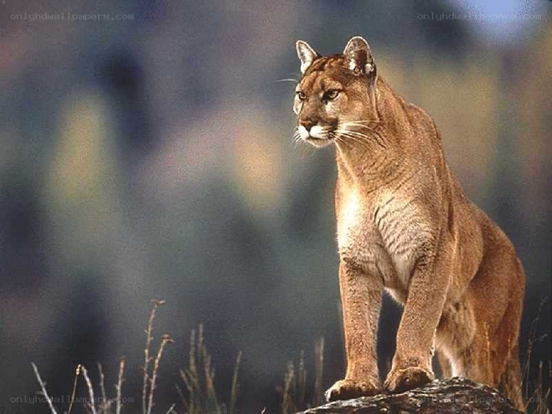 Cougar on a rock