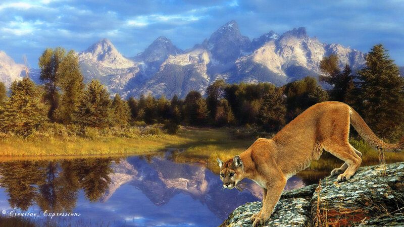 Cougar on a Rock — Blue, Serene