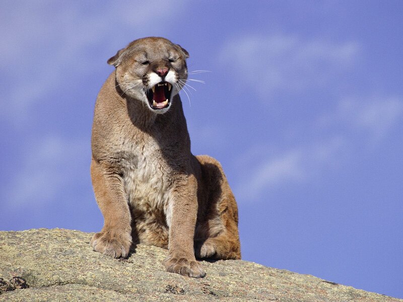 Cougar on a Rock — Blue