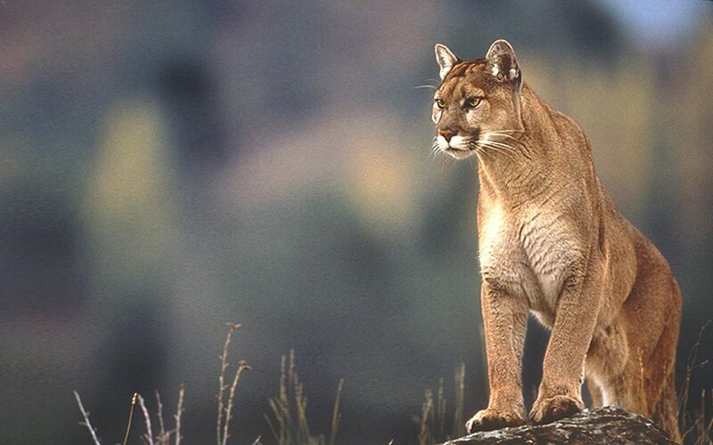 Cougar on a Rock — Brown, Alert, Afternoon, Photograph, Grass, Green