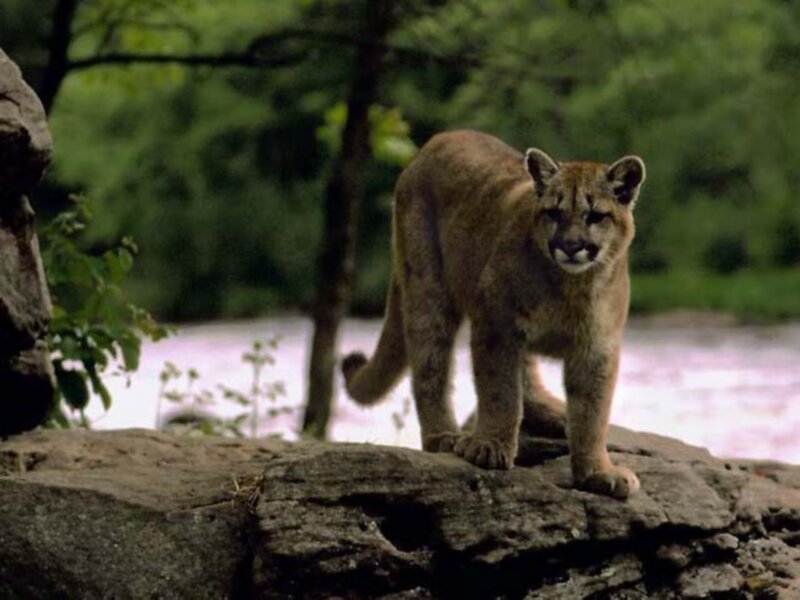 Cougar on a Rock — Brown, Alert, Afternoon