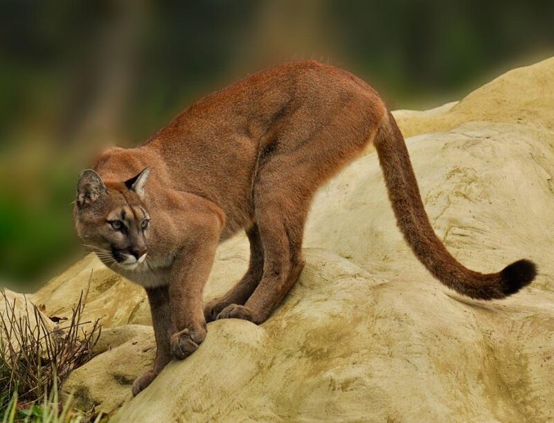 Cougar on a Rock — Brown, Alert, Photograph