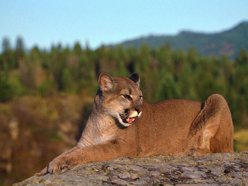 Cougar on a Rock — Brown, Alert
