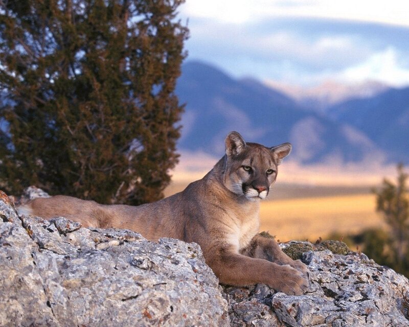 Cougar on a Rock — Brown, Calm, Sunset, Photograph, Tree, Mountains